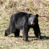 Schwarzbär auf dem Weg Richtung Jasper N.P.
