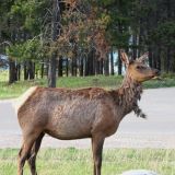 Elchkuh im Jasper N.P. 
