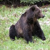 Unser absolutes Highlight von Kanada. Nie im Leben hätten wir gedacht dass wir einen Grizzly zu Gesicht bekommen würden. Und dann sehen wir einen nur gerade etwa 2m von uns entfernt, ein Traum. Ach ja, zum Glück waren wir im Auto. 
