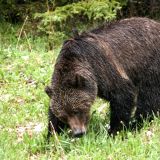 Grizzly im Kootenay Lake P.P.

