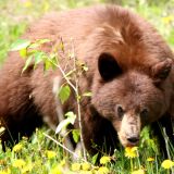 Ein ziemlich gut genährter, brauner Schwarzbär. 
