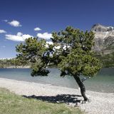 Im Waterton Lakes N.P. herrschten patagonische Windverhältnisse. Man muss sich nur mal den Baum ansehen, dann weiss man anschliessend wie das Fahrzeug geparkt werden. 
