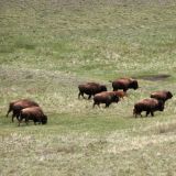 Eine kleine Bisonherde, davon gibts leider nicht mehr viele in Kanada. 
