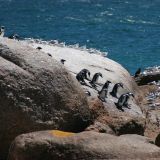 Was diesen Pinguinen wohl ueber die Leber gelaufen ist

