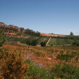 Weingebiet nahe Stellenbosch
