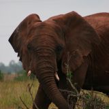 Und hier zeigt sich uns der erste Elefant...
