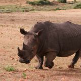 ...das Breitmaulnashorn
