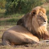 Der Loewe, fuer uns eines der imposantesten Tiere ueberhaupt
