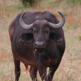 Gehoeren ebenfalls zu den Big Five...
