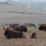 Eine kleine Herde Gnu's
