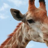 Neugieriger Giraffe, er kam so nahe dass wir nur gerade sein Gesicht fotografieren konnten
