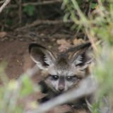 Gehoert nicht zu den Big Five, ist aber dafuer umso herziger - der kleine Wuestenfuchs
