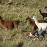 Lamas werden bereits hier gehalten.

