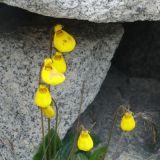 Zapatos de virgen - die Schuhe der Jungfrau, so werden diese Blumen hier genannt.
