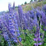 Auf der Fahrt nach Chile tauchen wir immer wieder durch lila Blumenmeere...
