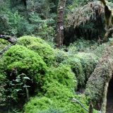Urwald, Kampf der Pflanzen um jeden Zentimeter.
