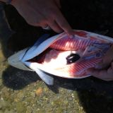 Auch das gehört dazu und wir fragen uns: Wie nimmt man bloss einen Fisch aus?
