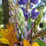 Blumenpracht aus der Andenkordilliere
