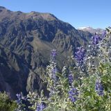 Der Colca Canon ist sogar tiefer als der Grand Canyon in den USA.
