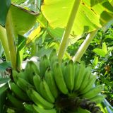 Wir reiten vorbei an Bananenplantagen...
