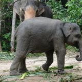 Thailands Haustiere
