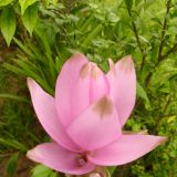 Blumenpracht 
