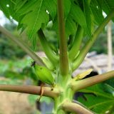 Papayas...
