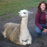 ... nur die Lamas sind schon da.

