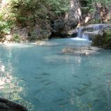 Fische tummeln sich im Wasser
