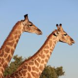 Etosha Nationalpark
