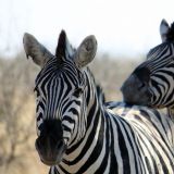 Steppenzebras entspannen ihren Kopf gerne auf dem Hinterteil des Nachbarns

