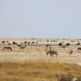 Massenauflauf auf der Etosha Salzpfanne
