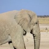 Etosha Nationalpark
