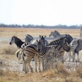 Etosha Nationalpark
