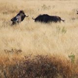 Gnus in Action
