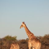 Etosha Nationalpark
