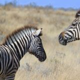 Etosha Nationalpark
