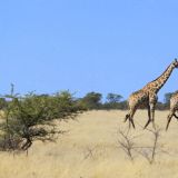 Etosha Nationalpark
