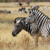 Etosha Nationalpark
