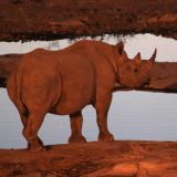 Spitzmaul-Nashorn kommt abends zum Wasserloch in Halali
