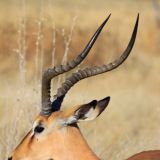 Schwarzgesicht-Impala
