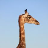 Etosha Nationalpark
