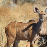 Kudu-Weibchen

