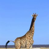 Die Giraffe will uns einfach nicht aus dem Weg gehen und so fahren wir eine halbe Stunde hinter ihr her…
