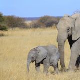 Der Etosha Nationalpark war für uns ein absolutes Highlight
