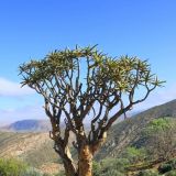 Köcherbaum (eng. Quiver Tree)

