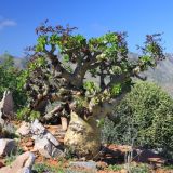 Halfman Tree
