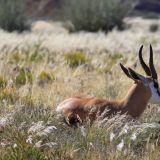 Springbock
