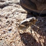 Huge Bug… ist der aus Tschernobyl?
