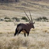 Oryx auf der Flucht
